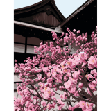 Japonská čerešňa 40x50cm, Art Craft - vypnuté plátno na rám