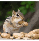 Chipmunk 40x40cm, Art Craft - vypnuté plátno na rám